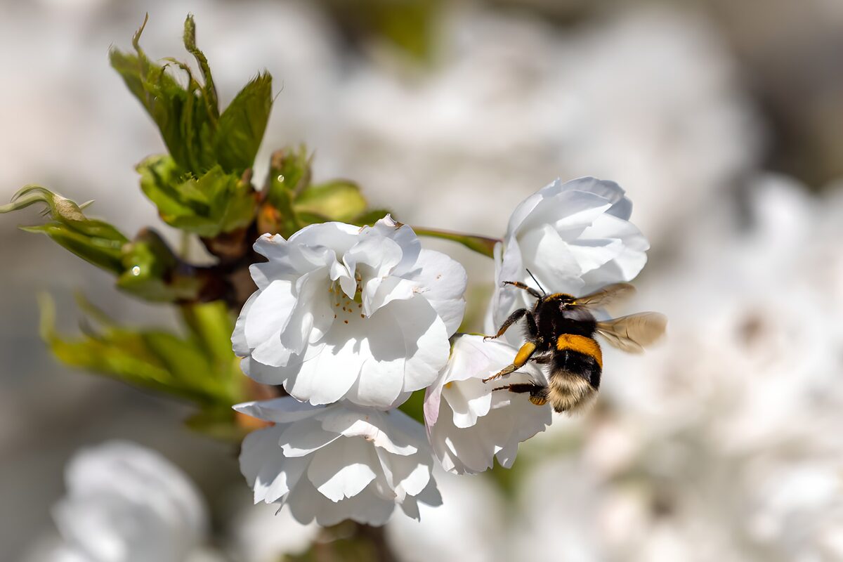 PDGIT1814048: Bombo sui fiori bianchi al sole