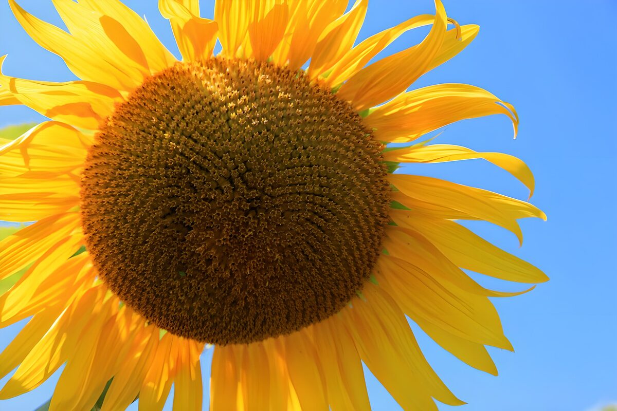 PDGIT8196113: Girasole in primo piano sul cielo blu