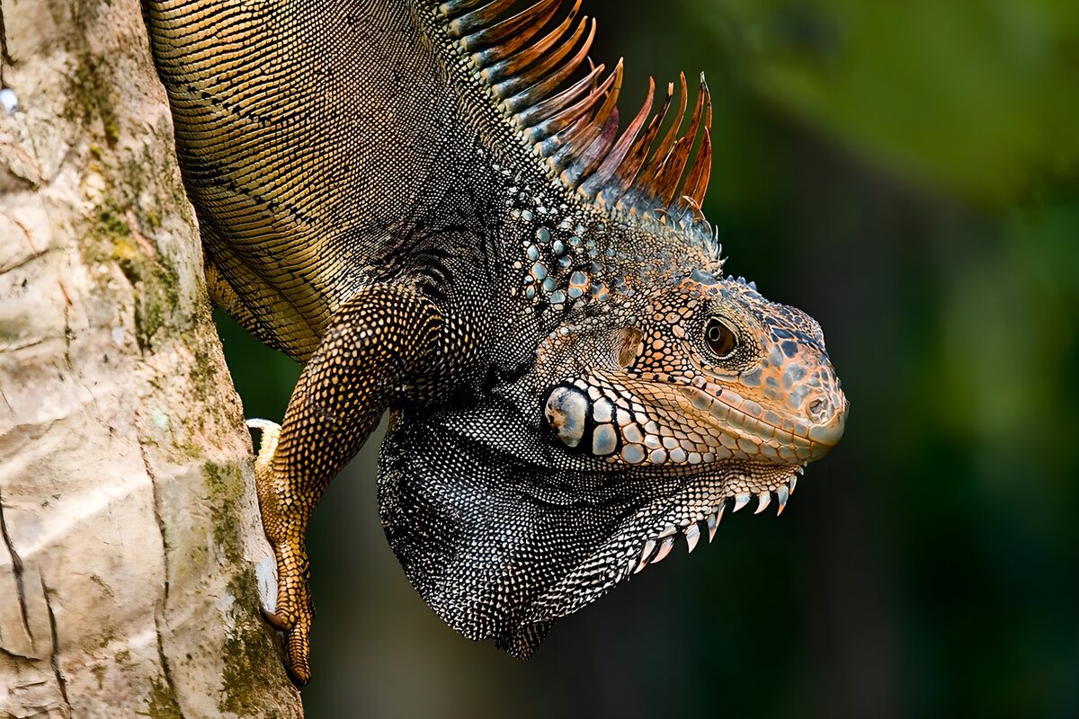 PDGIT7359273: Iguana al sole sul tronco chiaro