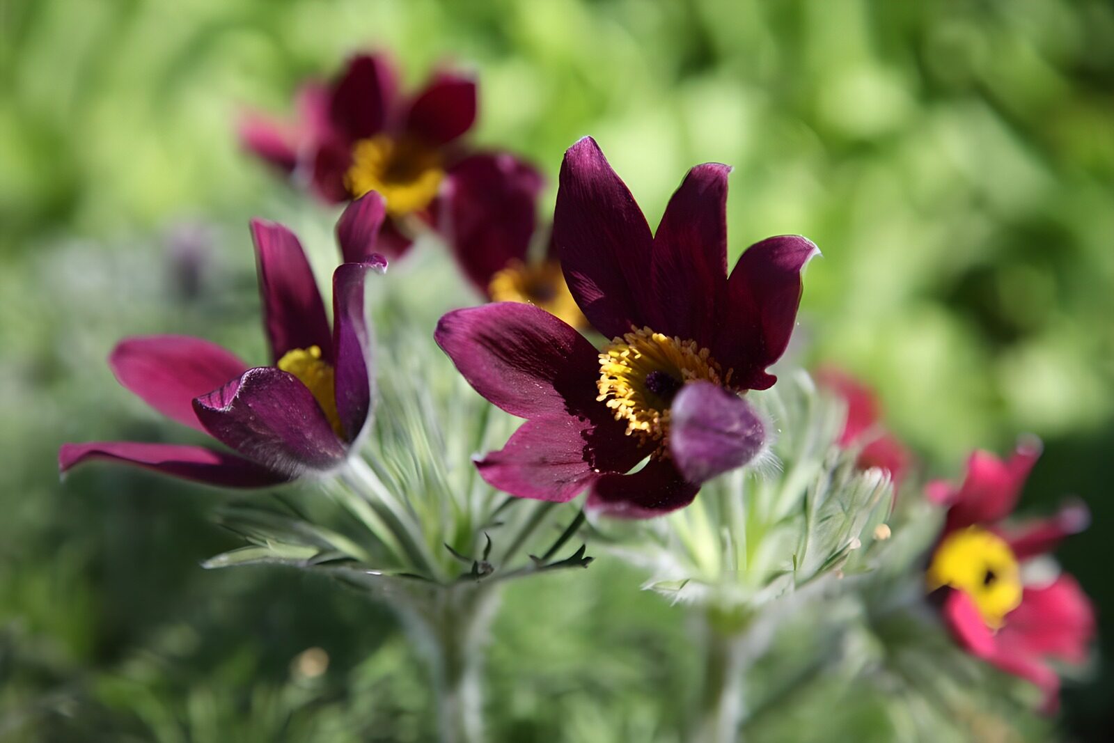 PDGIT6534347: Pulsatille viola in primo piano