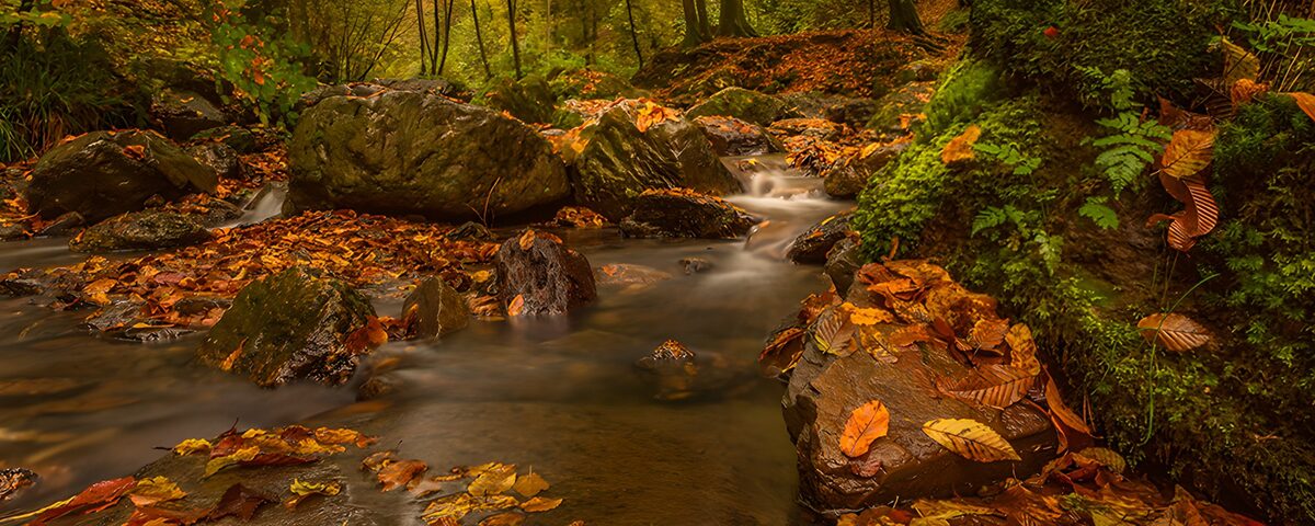 PDGIT6116630: Il canto del ruscello tra foglie d’autunno