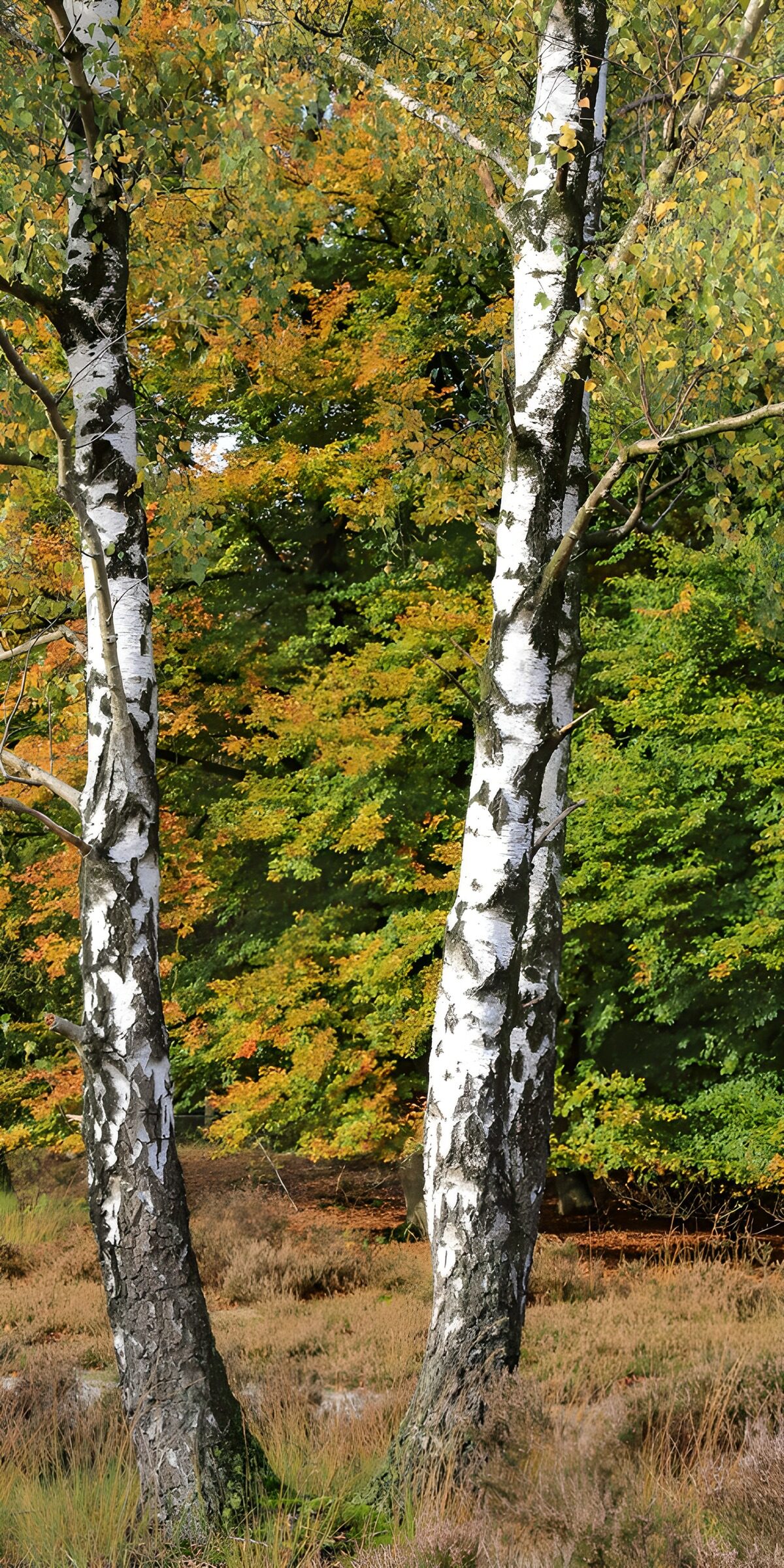 PDGIT1095554: Due betulle nel bosco d’autunno