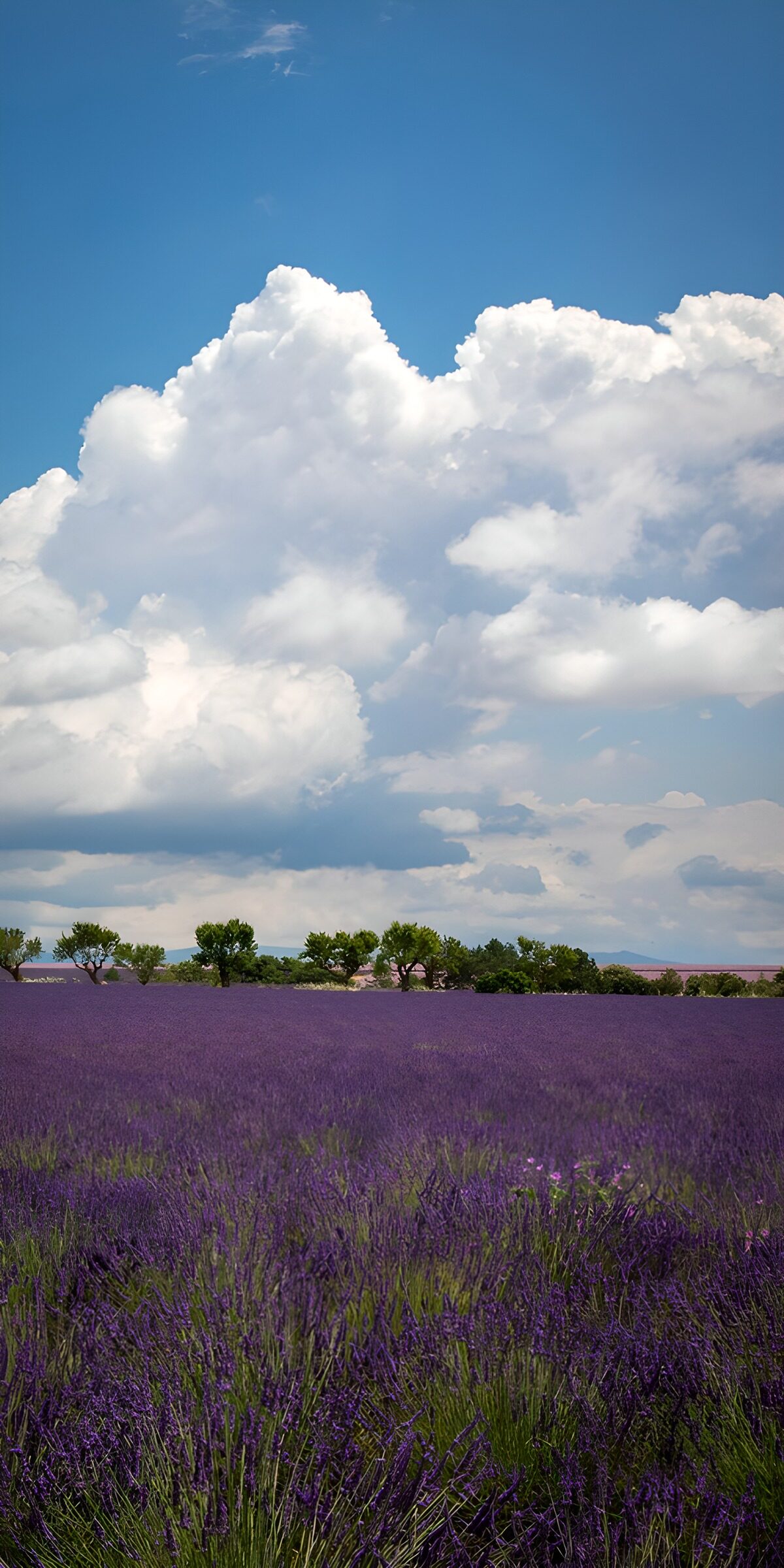 PDGIT4093376: Un mare di lavanda, un cielo di nuvole