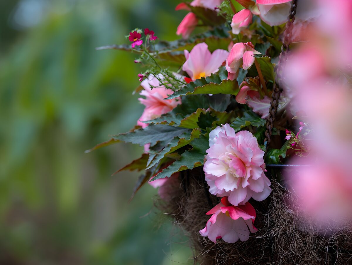 PDGIT4004622: Begonie rosa nella luce soffusa