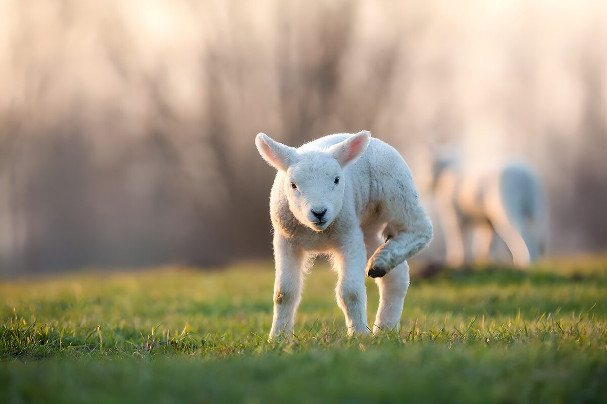 Agnello bianco al sole nel prato