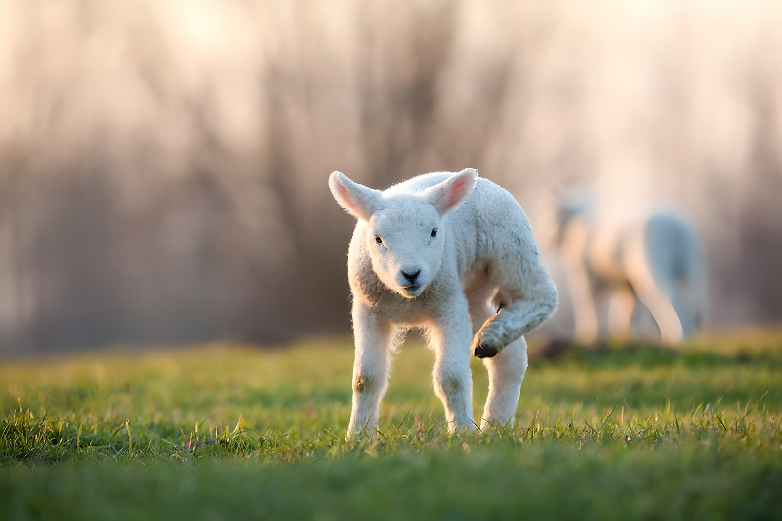 PDGIT7772429: Agnello bianco al sole nel prato