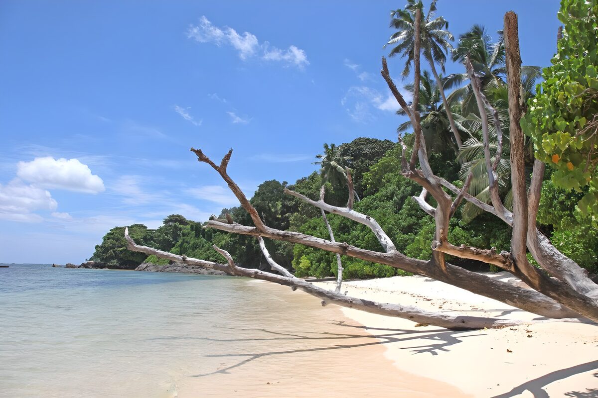 PDGIT5185101: Spiaggia tropicale con albero caduto