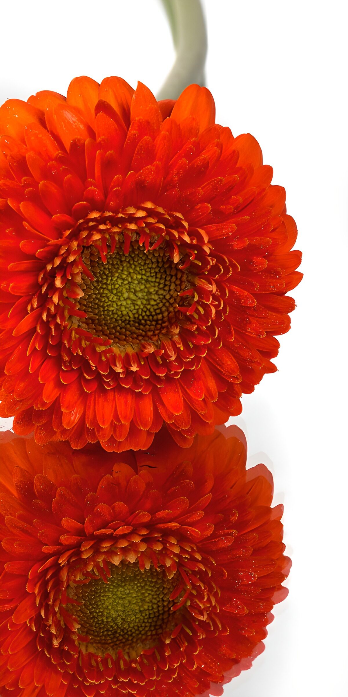 PDGIT3739464: Gerbera arancione con riflesso