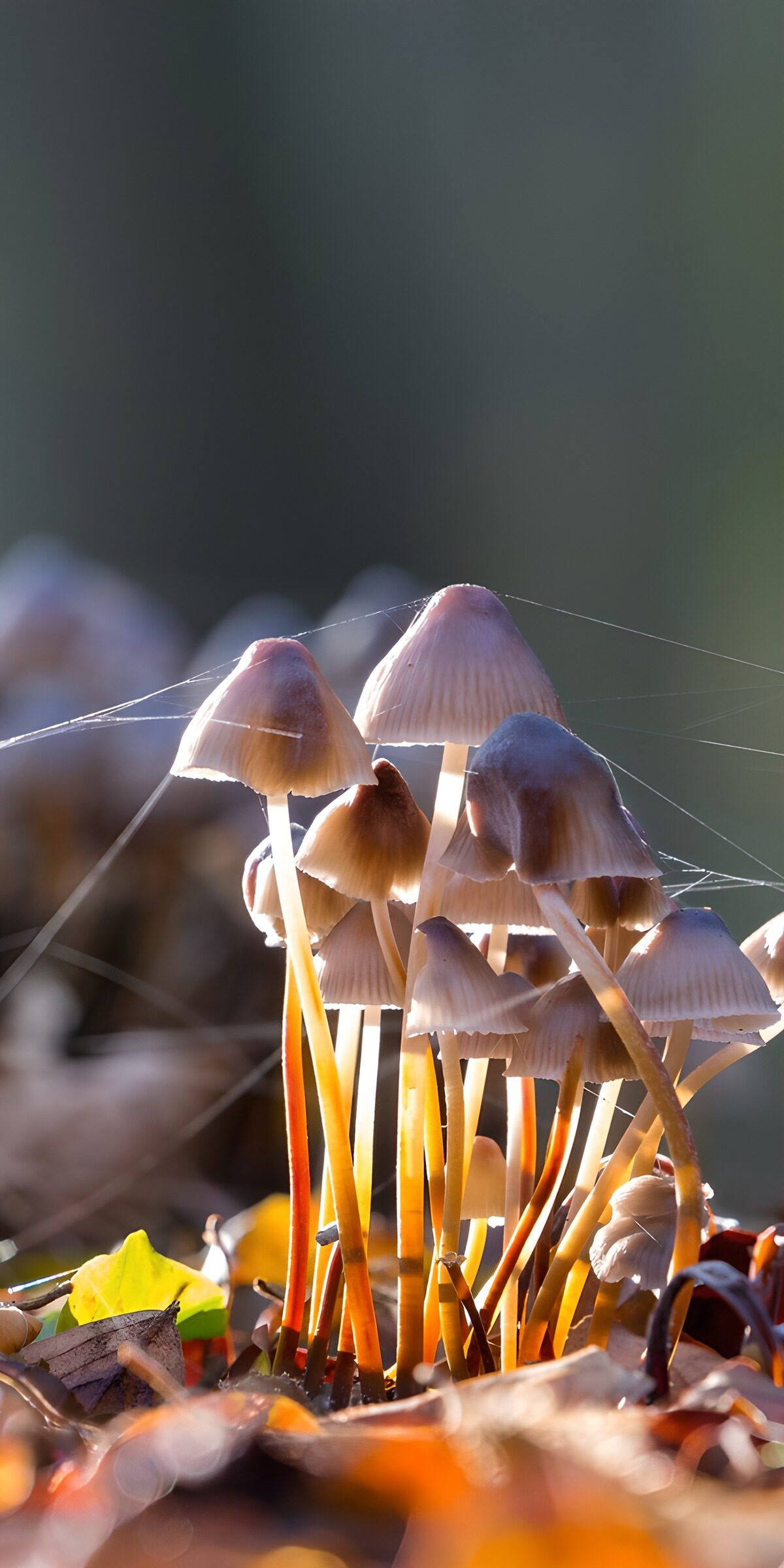 PDGIT5572775: Funghi in controluce tra le foglie