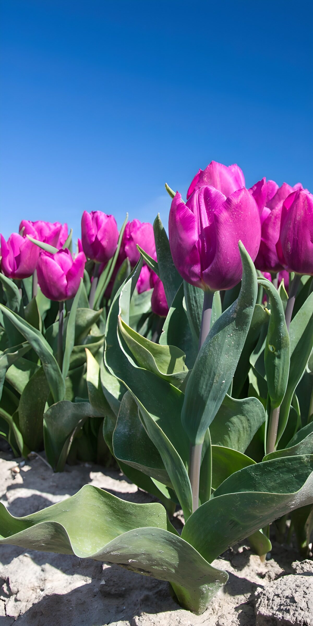 PDGIT2037028: Tulipani rosa e viola al sole
