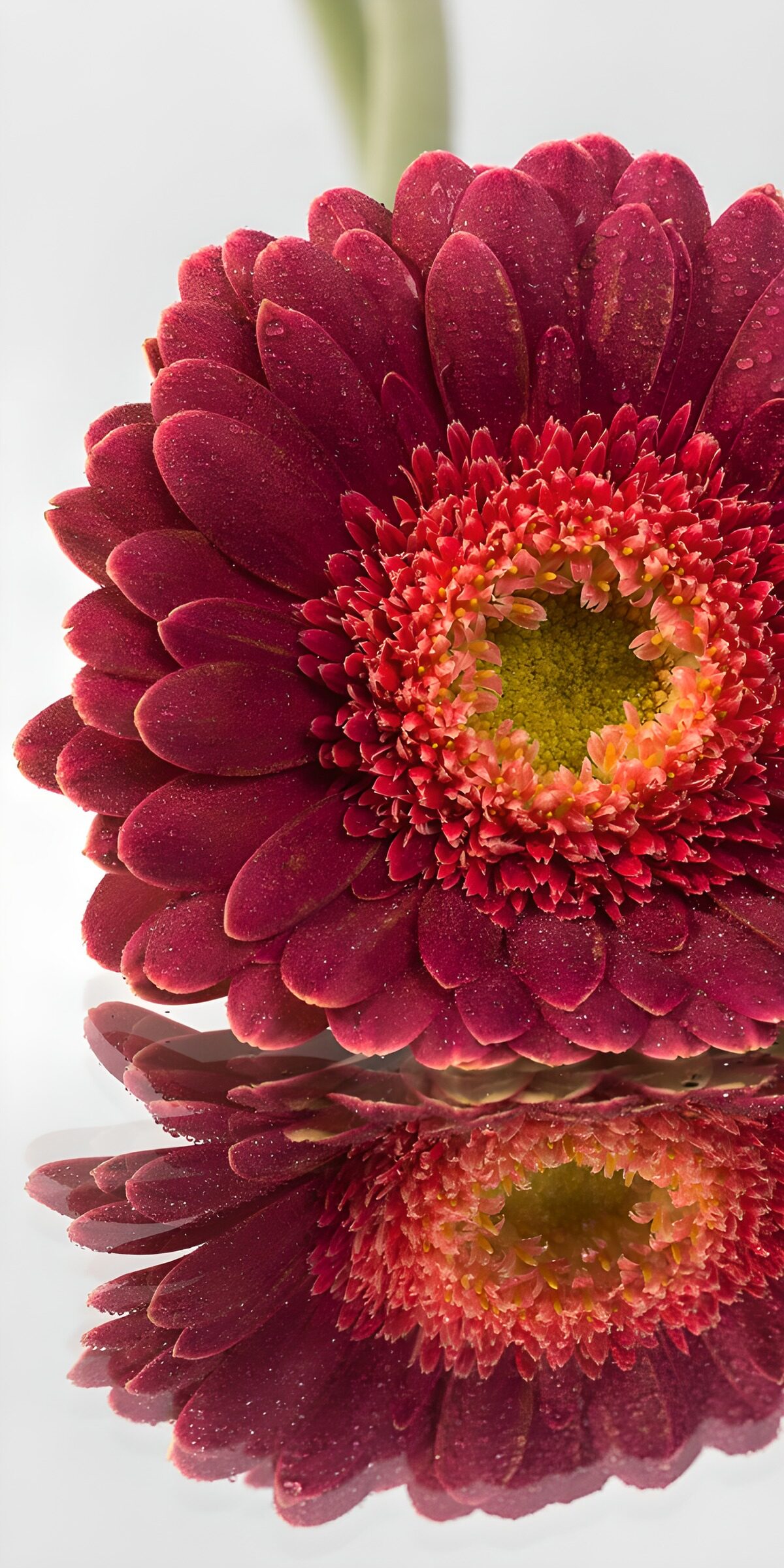 PDGIT6499163: Gerbera rossa con gocce e riflesso