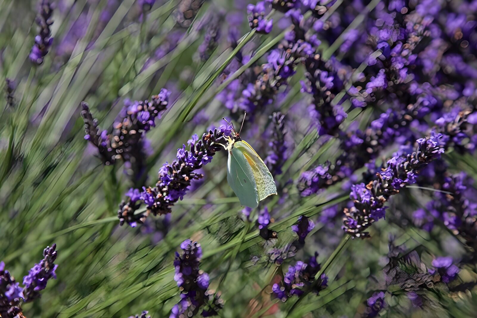 PDGIT7984973: Farfalla gialla sulla lavanda in fiore