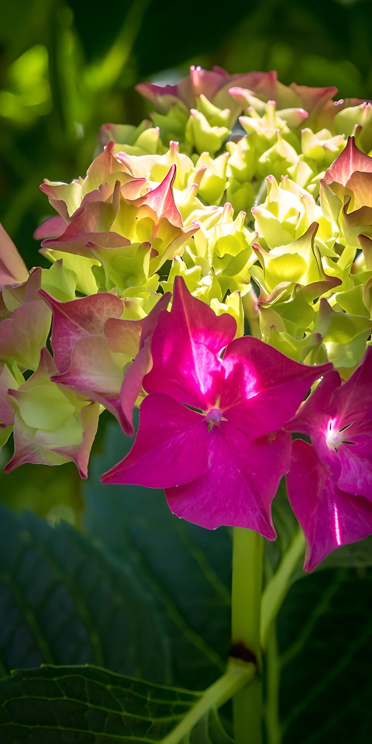 PDGIT6349940: Ortensia rosa e verde al sole