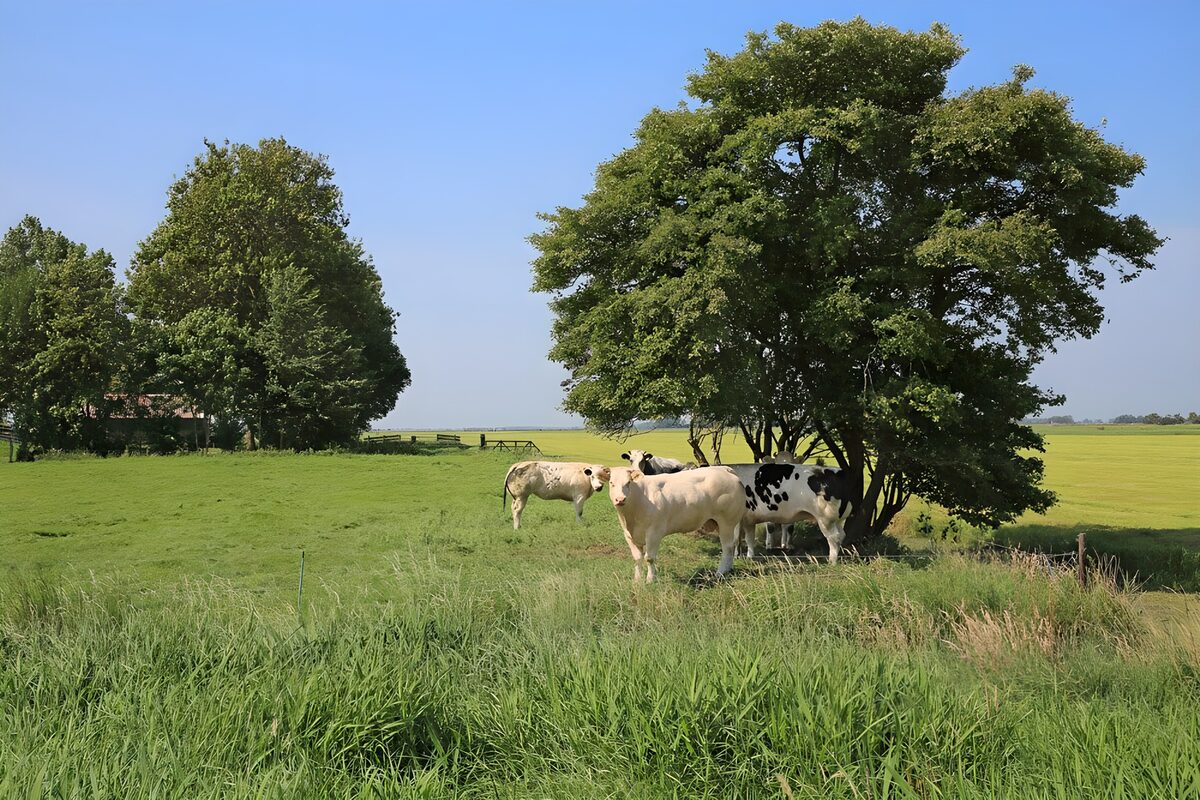 PDGIT3924639: Mucche all’ombra del grande albero