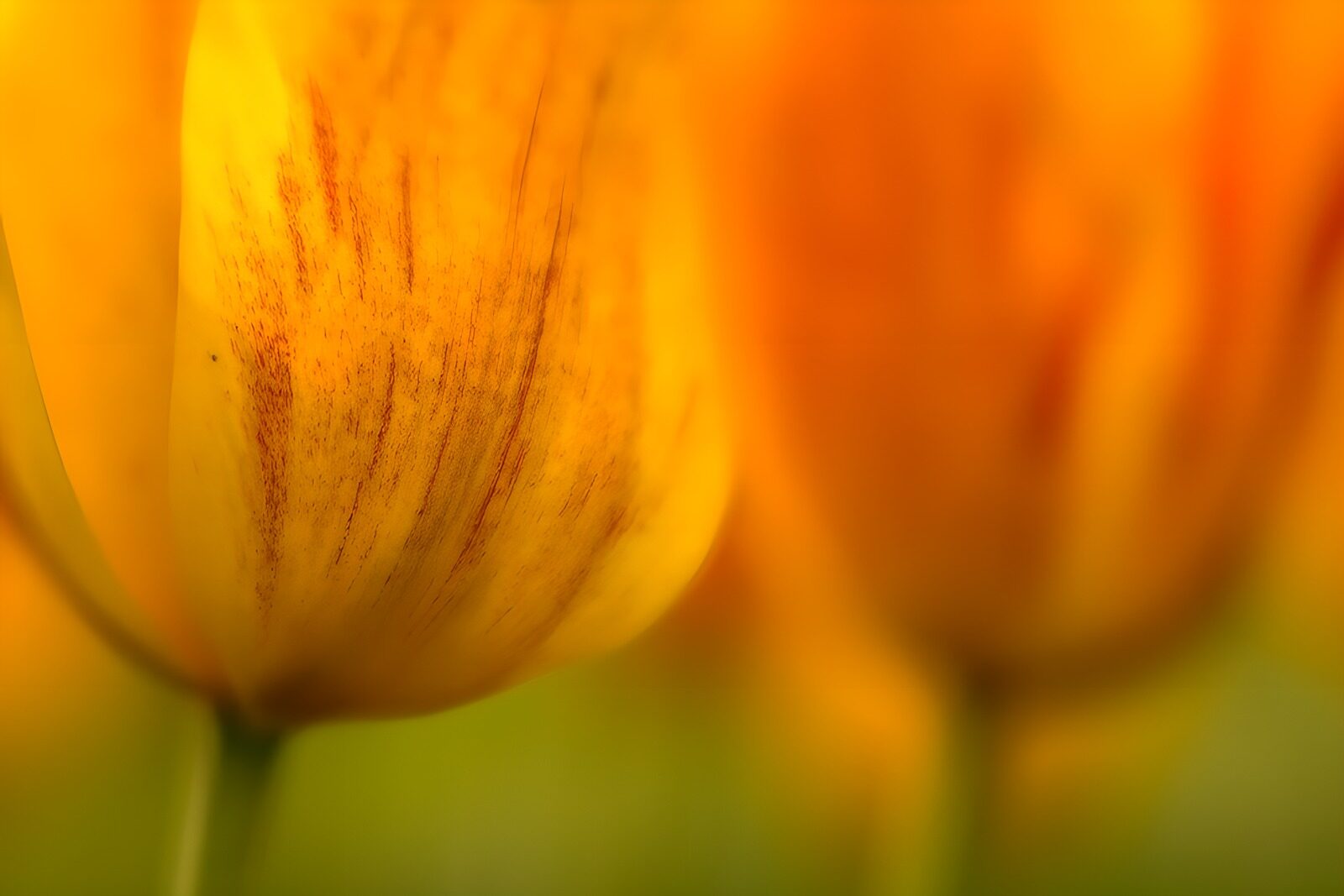 PDGIT8350993: Tulipani gialli e arancioni in luce soffusa
