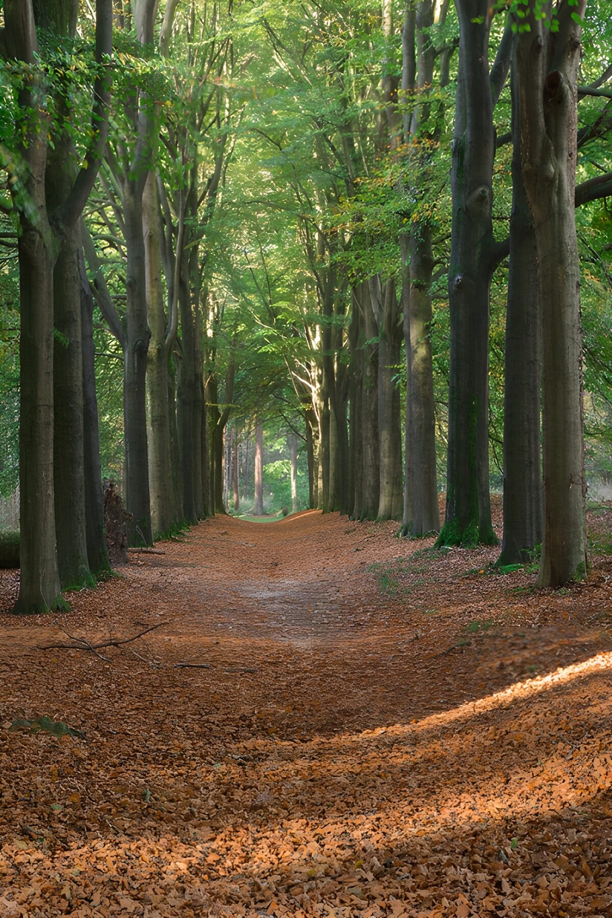 PDGIT5482125: Viale alberato tra le foglie d’autunno