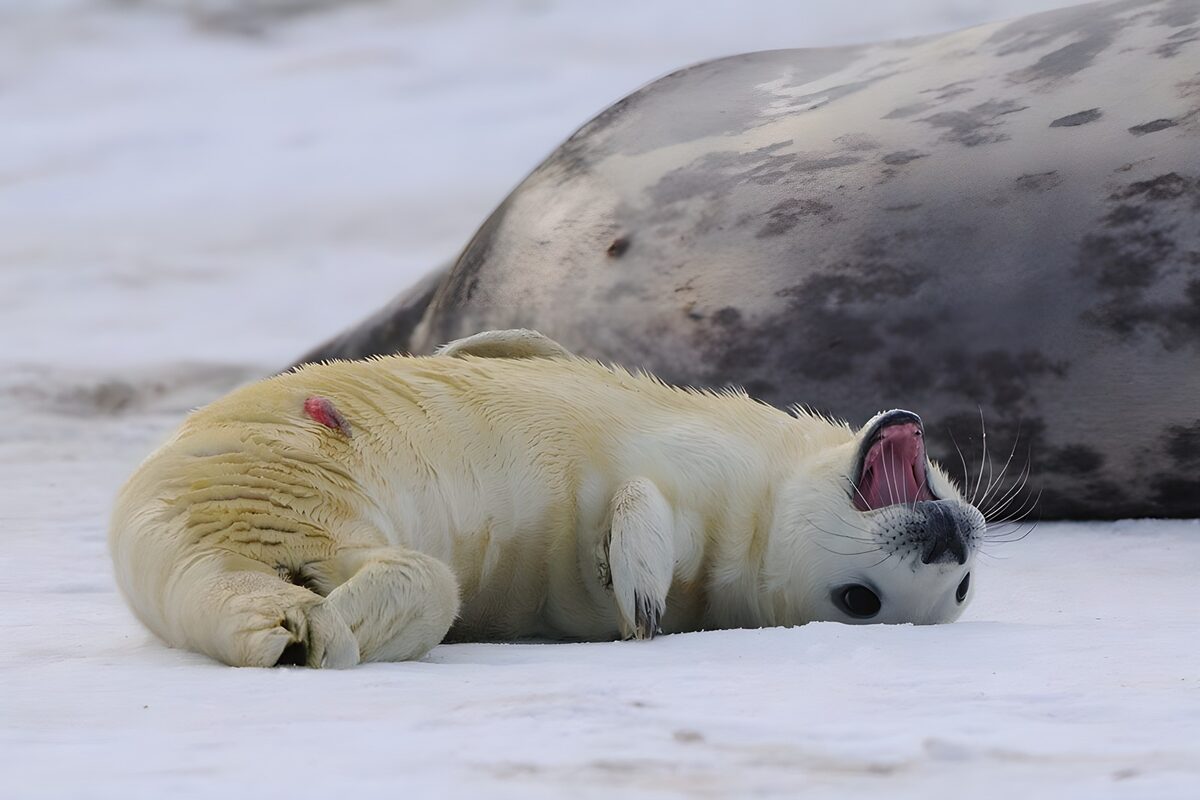 PDGIT3265186: Cucciolo di foca che sbadiglia sulla neve