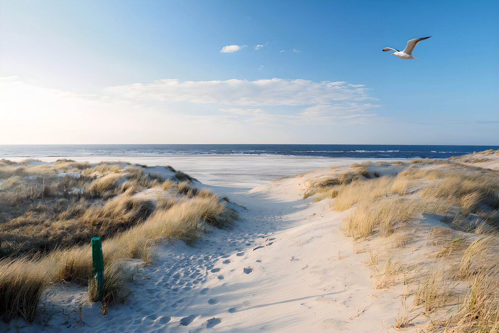 PDGIT9198425: Tra dune dorate, il mare respira