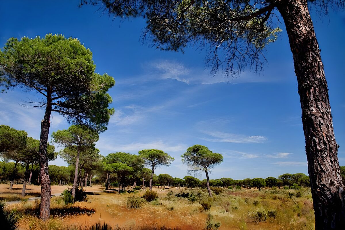PDGIT6553012: Pini tra erba dorata e cielo azzurro