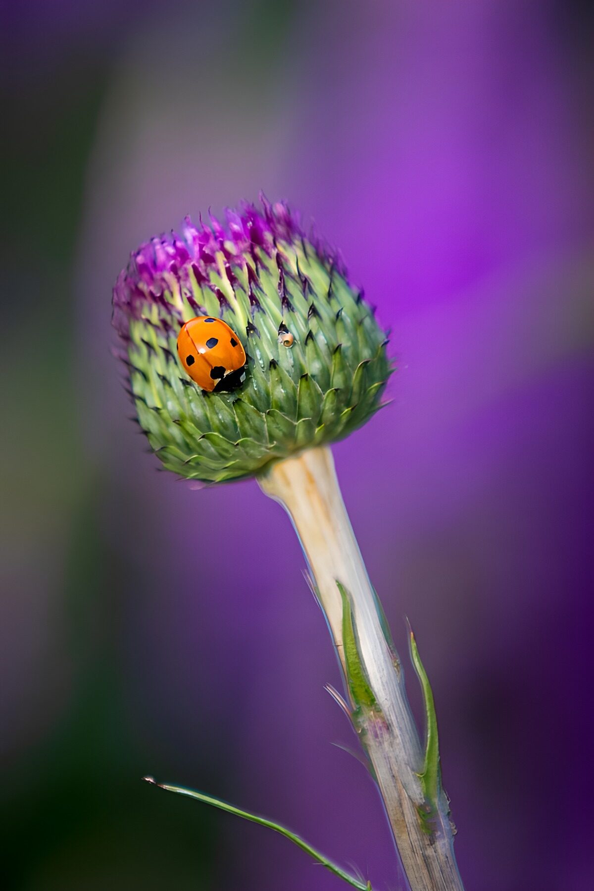 PDGIT7643357: Coccinella arancione su un cardo