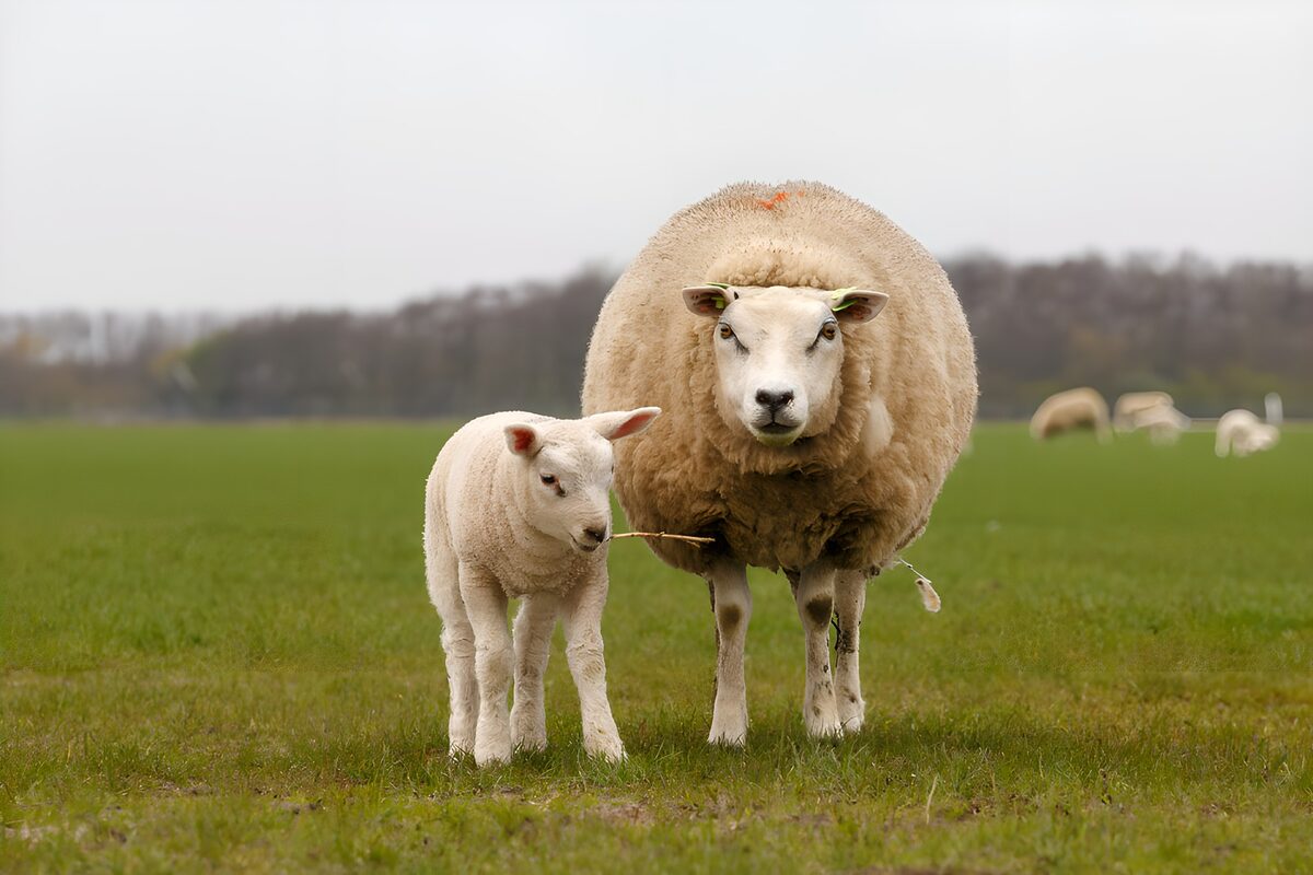 Pecora e agnello sul prato