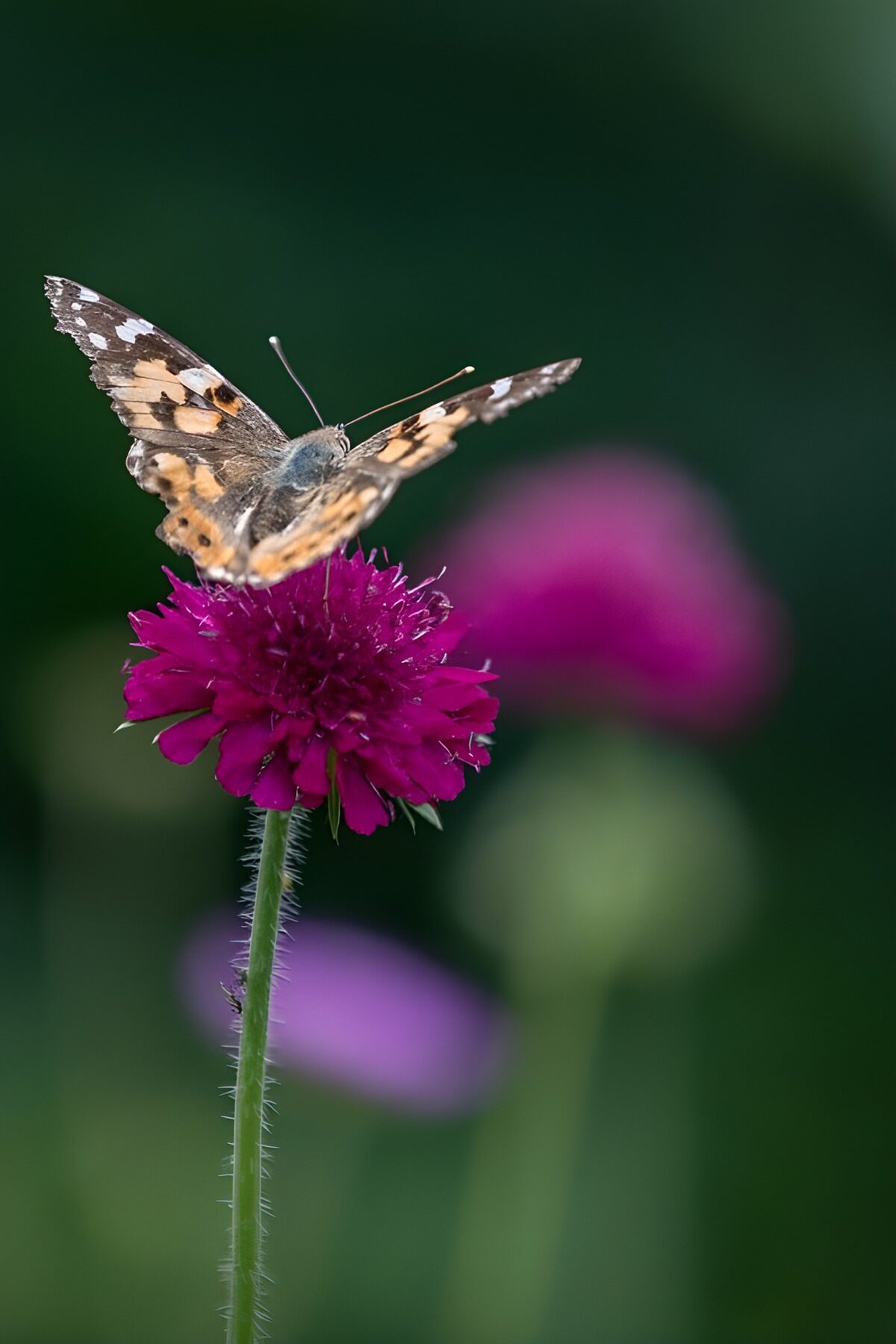 PDGIT1170821: Farfalla su un fiore viola, pausa di luce