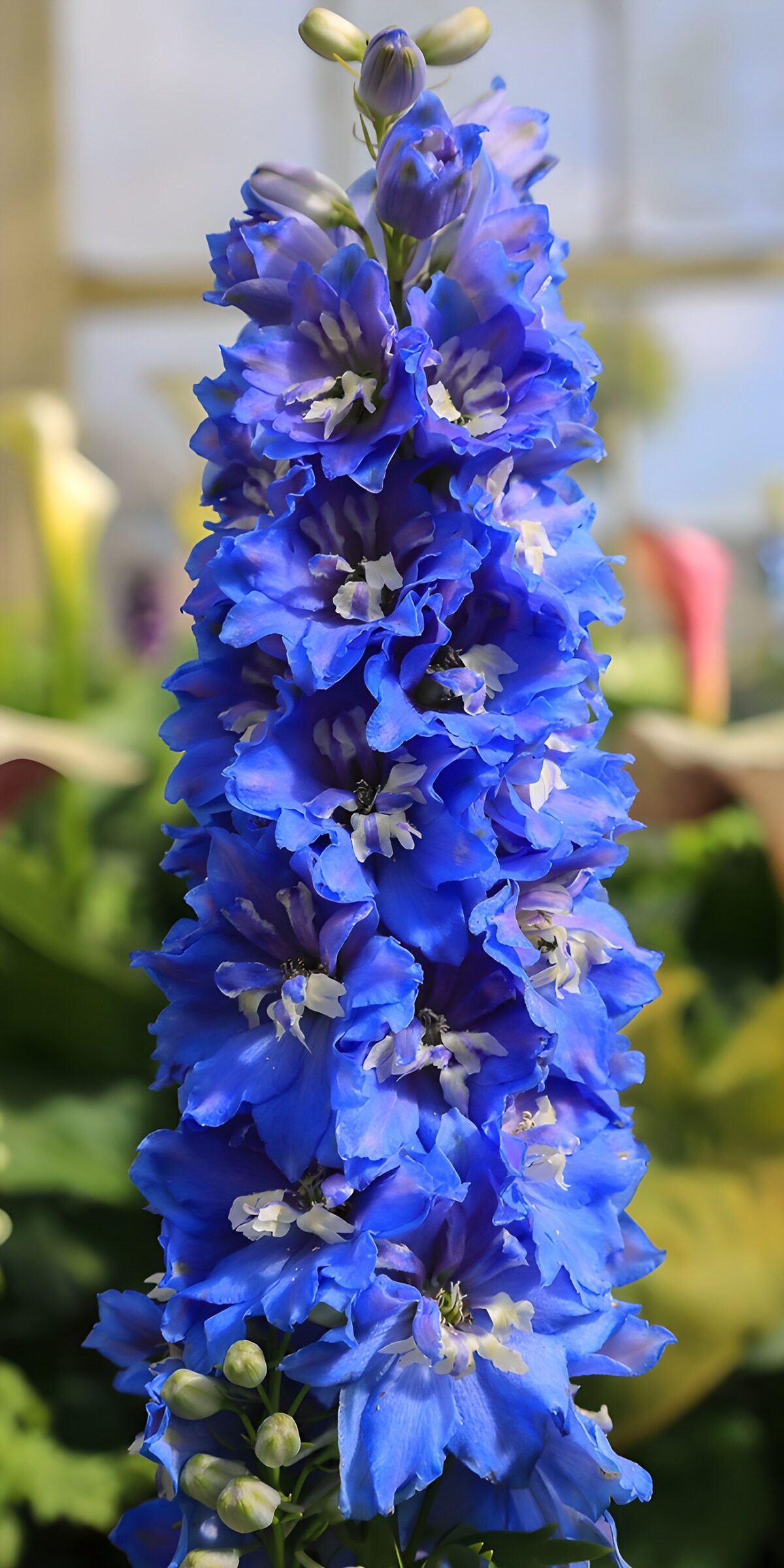 PDGIT7767531: Delphinium blu in primo piano
