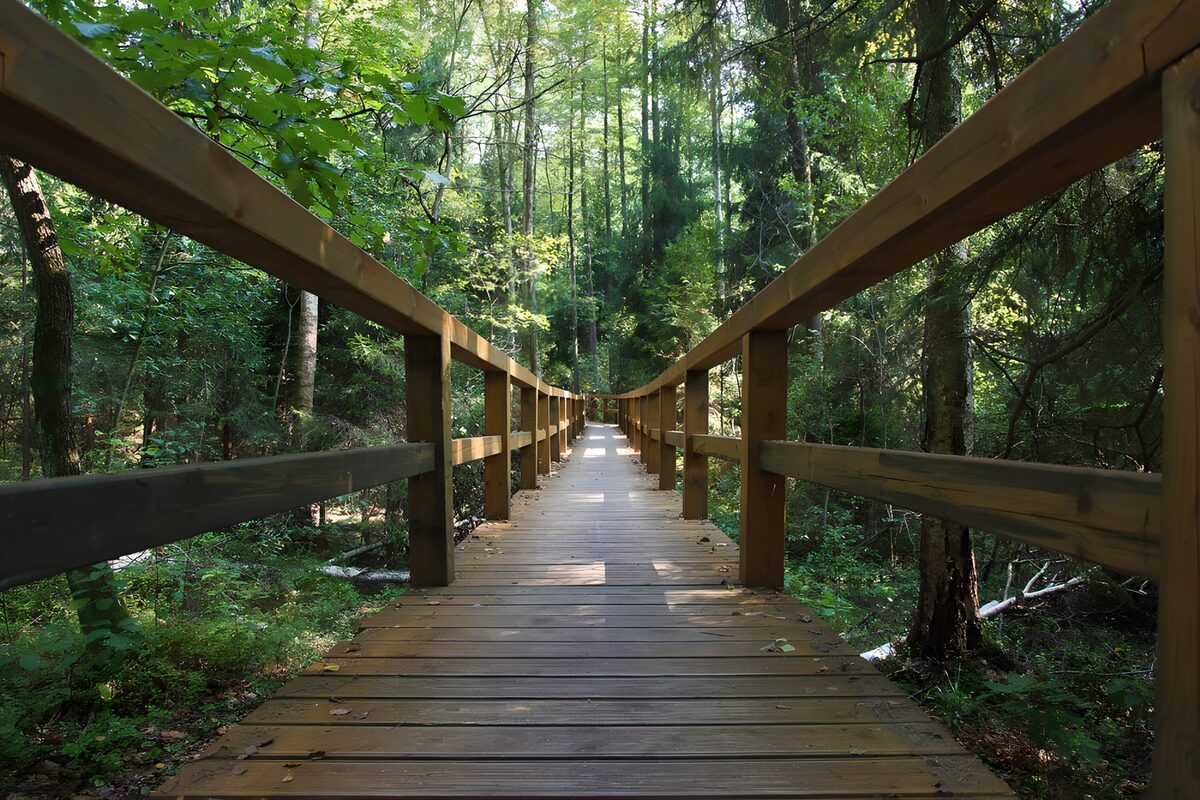 PDGIT5875465: Un ponte di legno nel respiro del bosco
