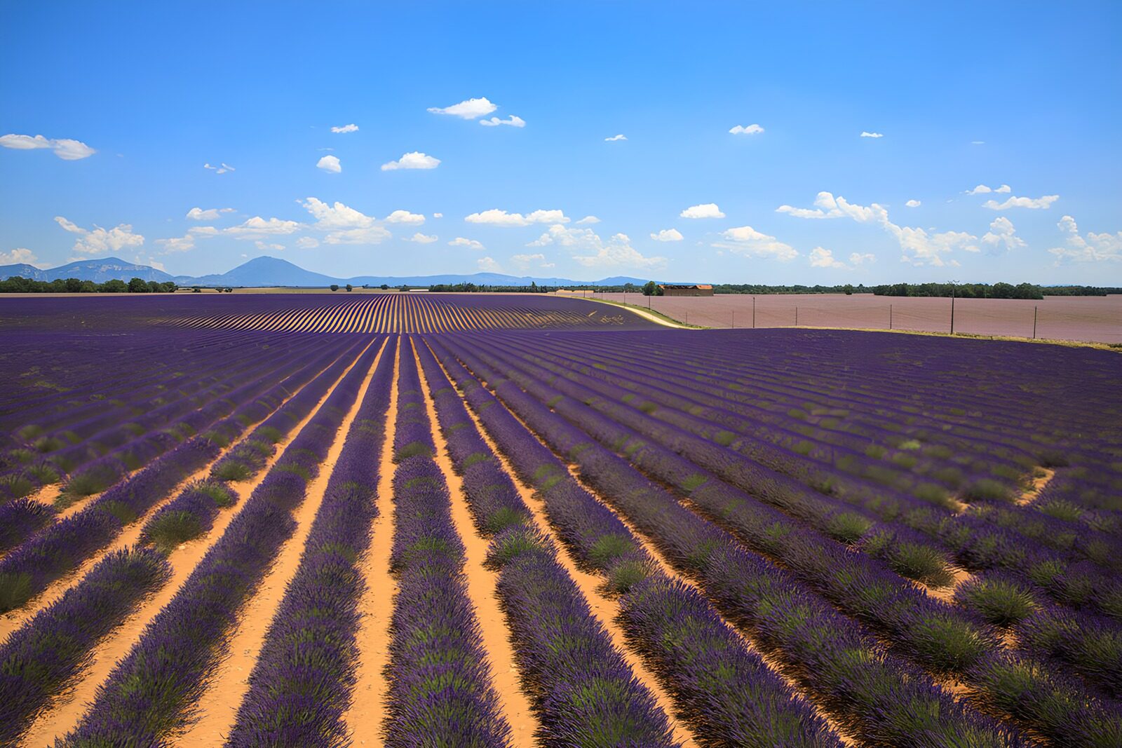 PDGIT9220010: La lavanda incontra il cielo