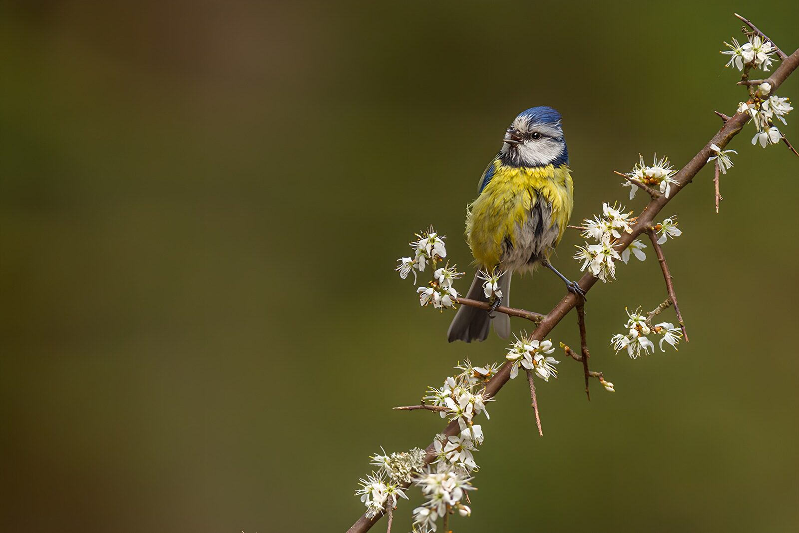PDGIT3149992: Cinciarella su un ramo di fiori bianchi