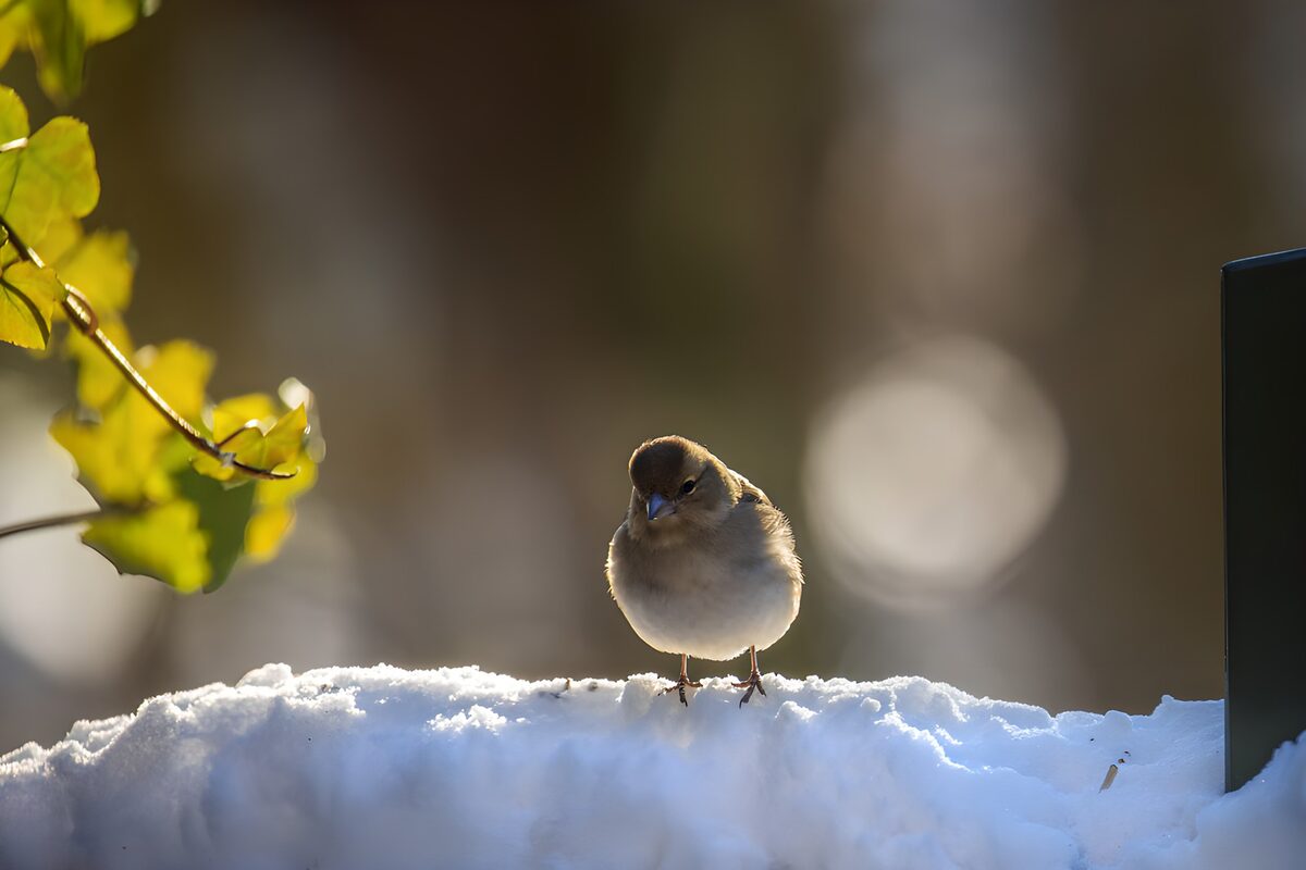 PDGIT6277784: Uccellino sulla neve in controluce