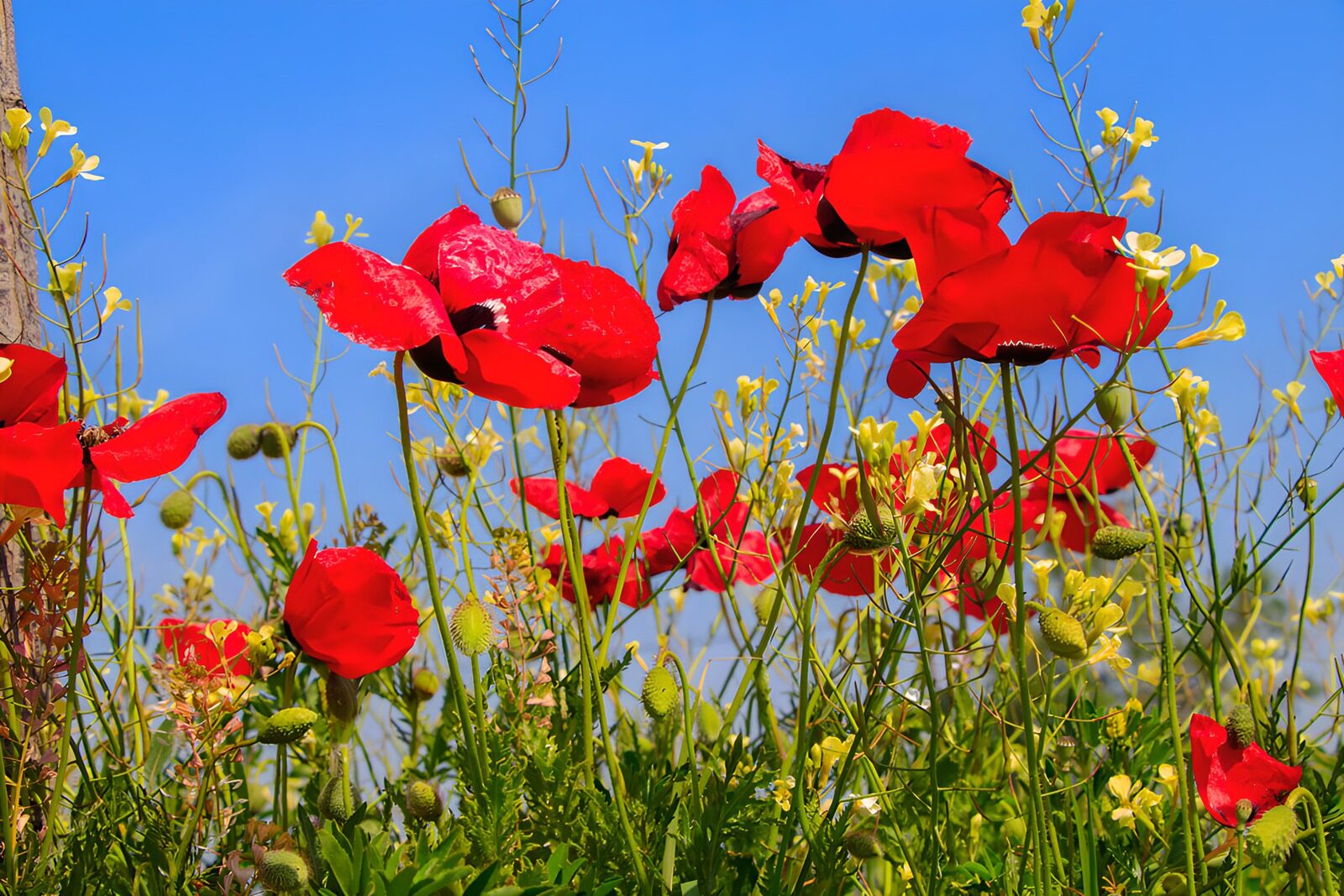 PDGIT5222965: Papaveri rossi tra i fiori gialli