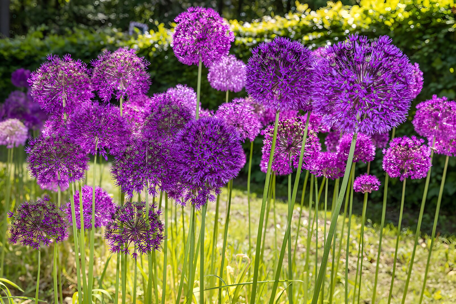 PDGIT5567553: Allium viola al sole