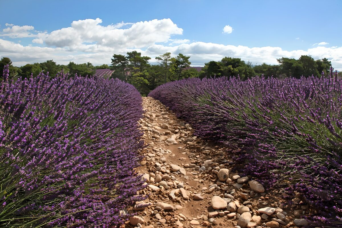 PDGIT6974333: Sentiero di sassi tra la lavanda al sole