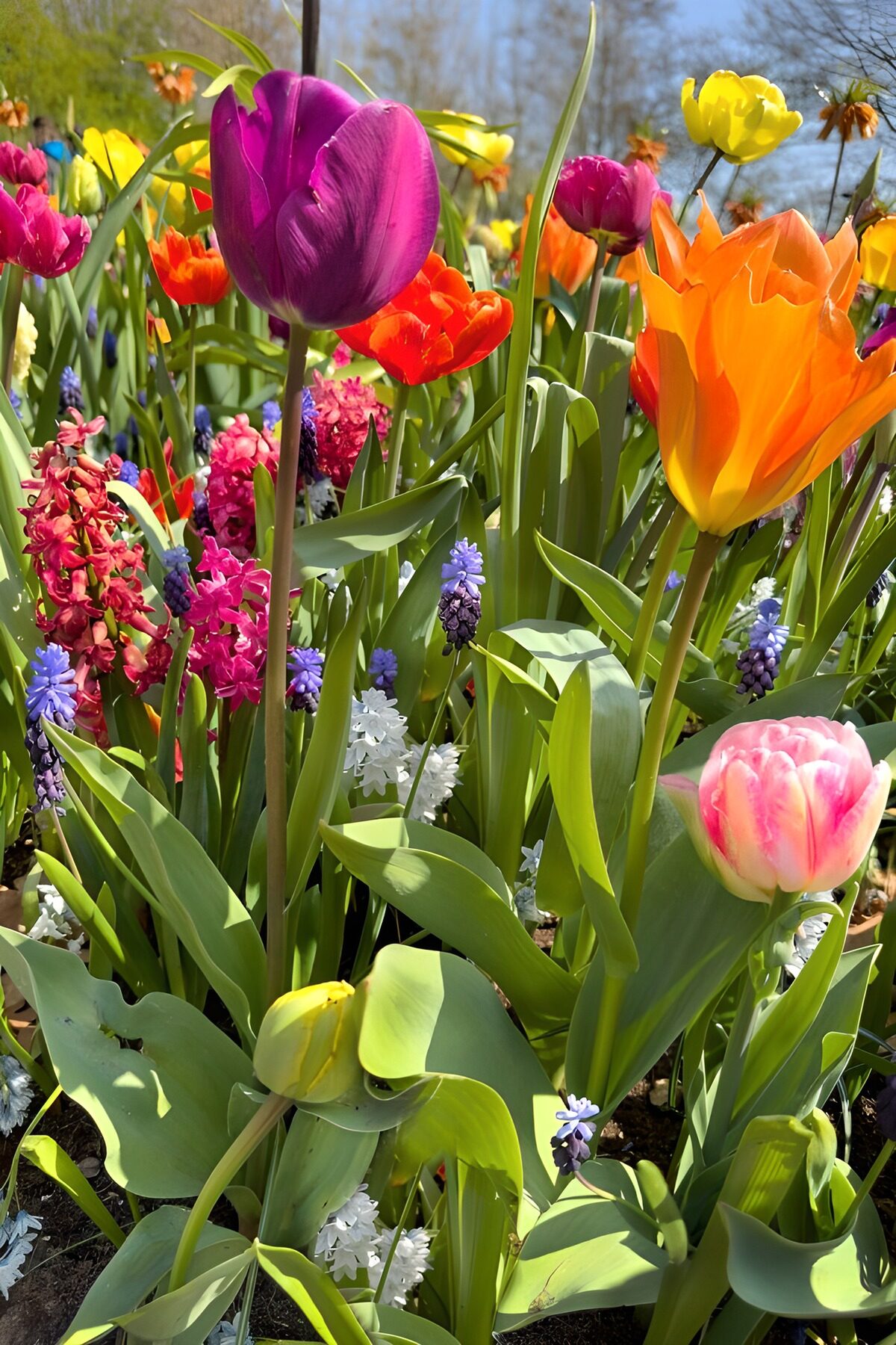 PDGIT5217070: Tulipani e giacinti al sole