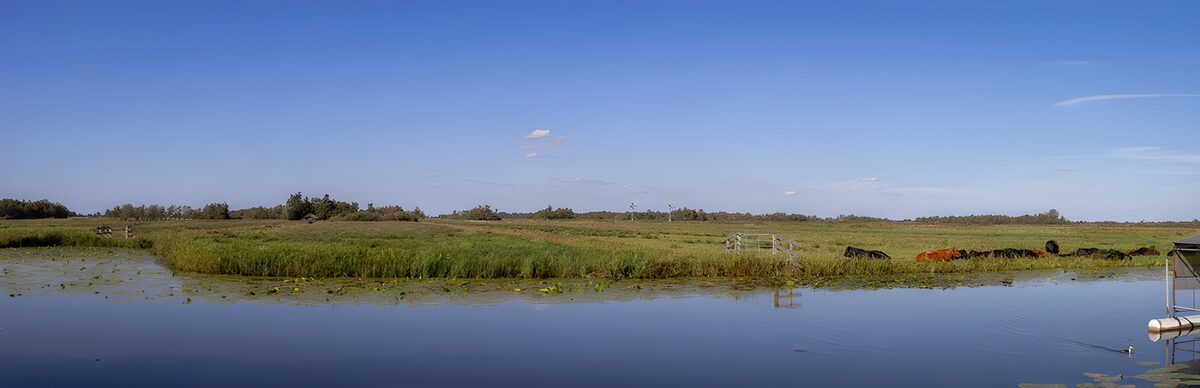 PDGIT4497435: Mucche al pascolo lungo l’acqua