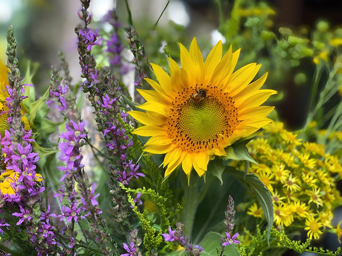 PDGIT6036142: Girasole e fiori viola nella luce