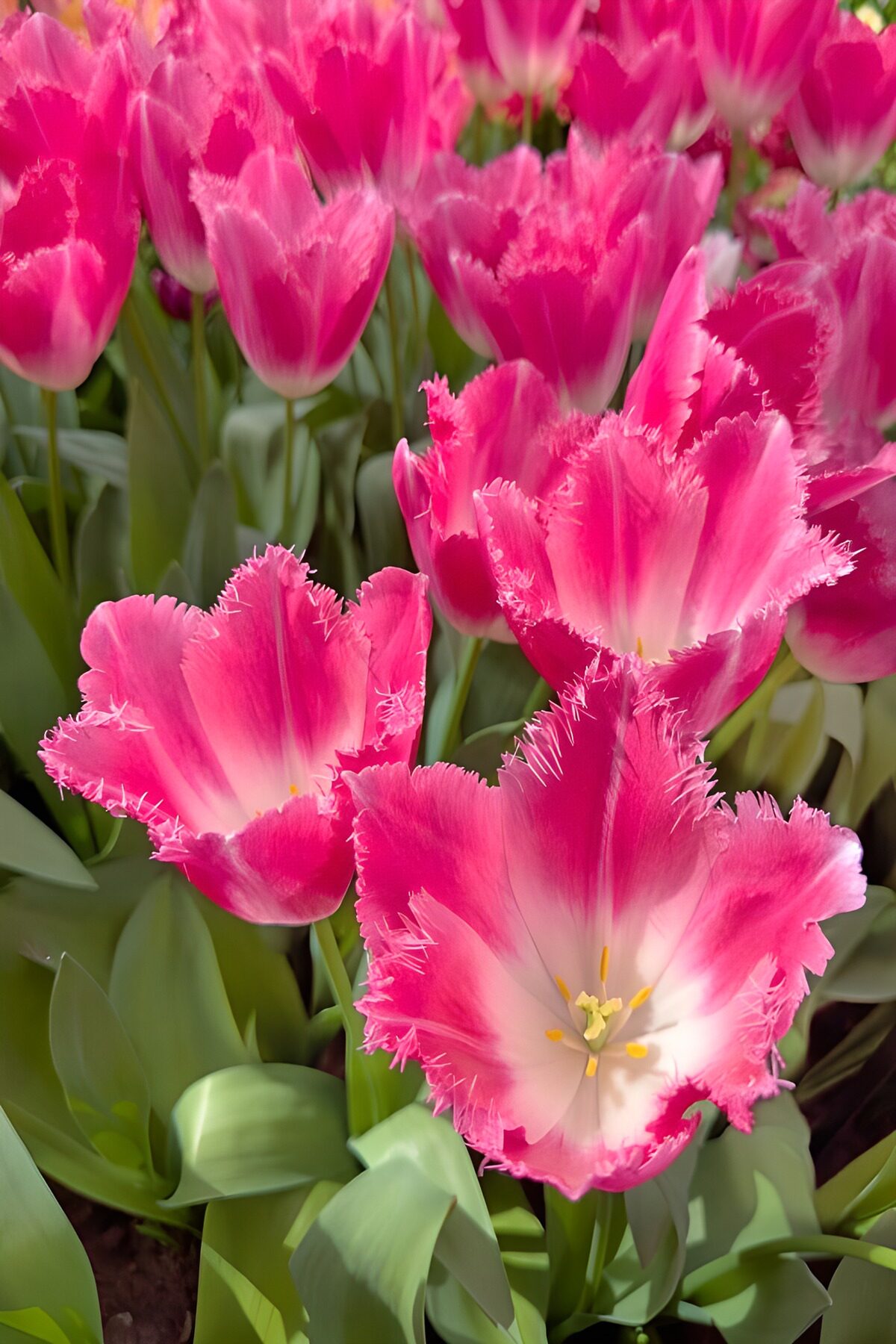PDGIT9013683: Tulipani rosa sfrangiati al sole