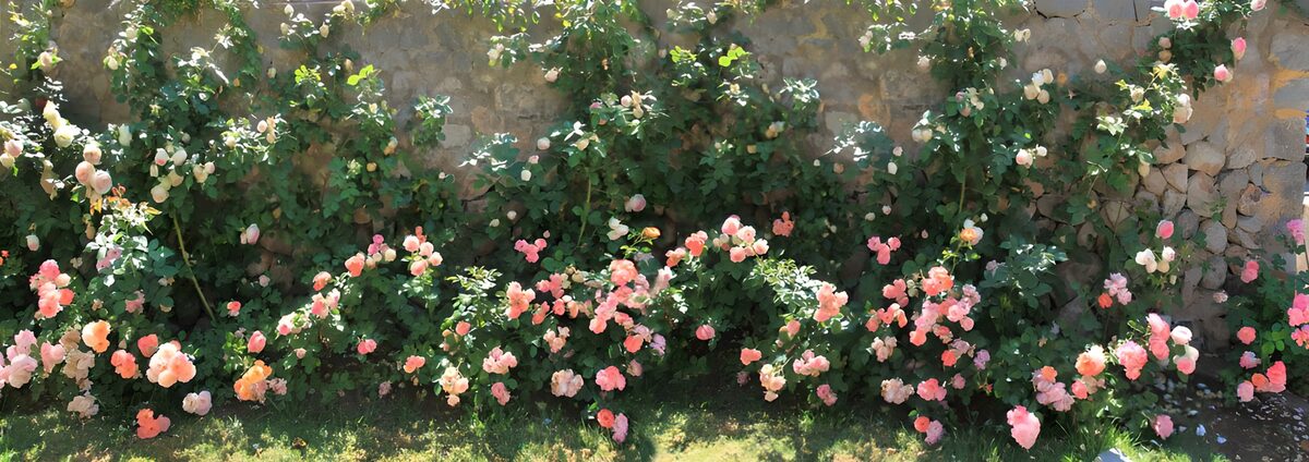 PDGIT5931732: Rose al sole su un muro di pietra