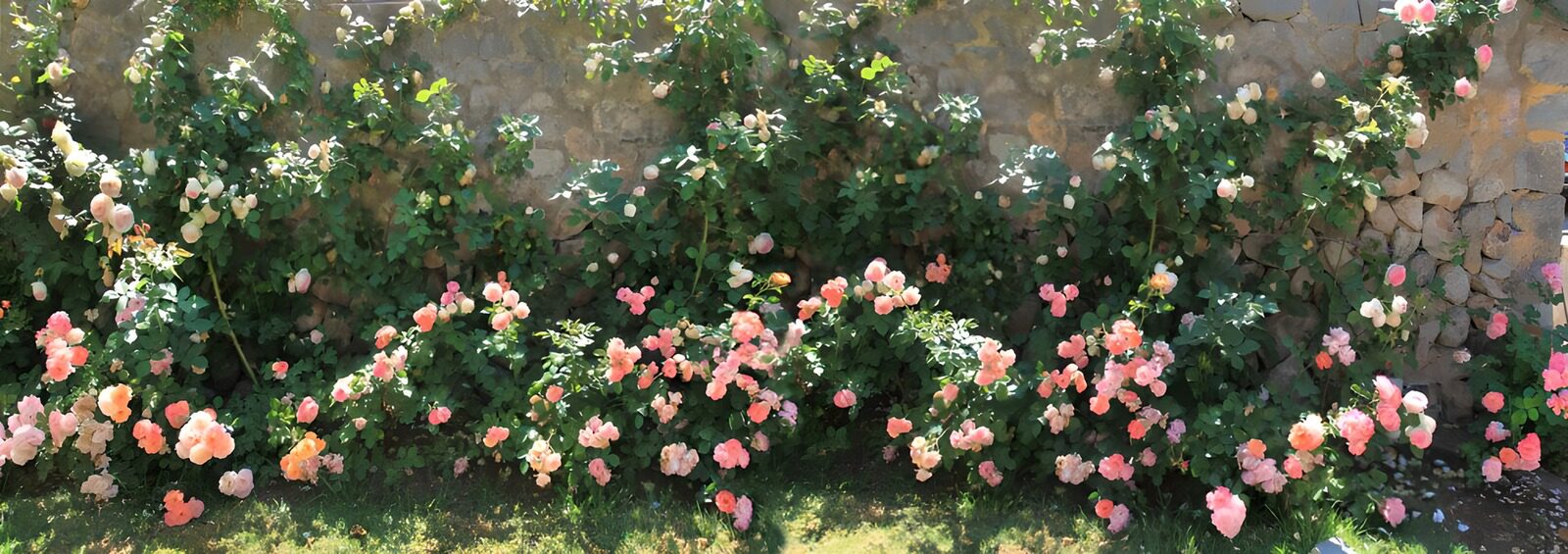 PDGIT5931732: Rose al sole su un muro di pietra