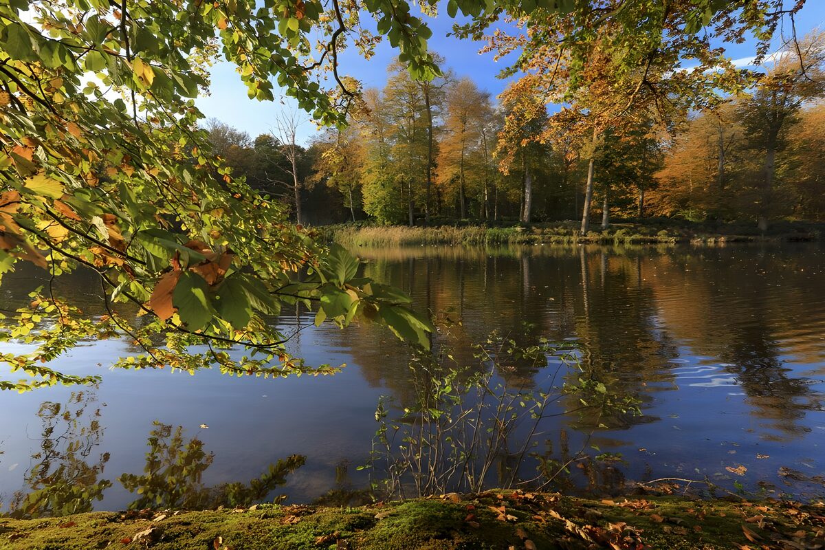 PDGIT9682511: Stagno d’autunno tra gli alberi