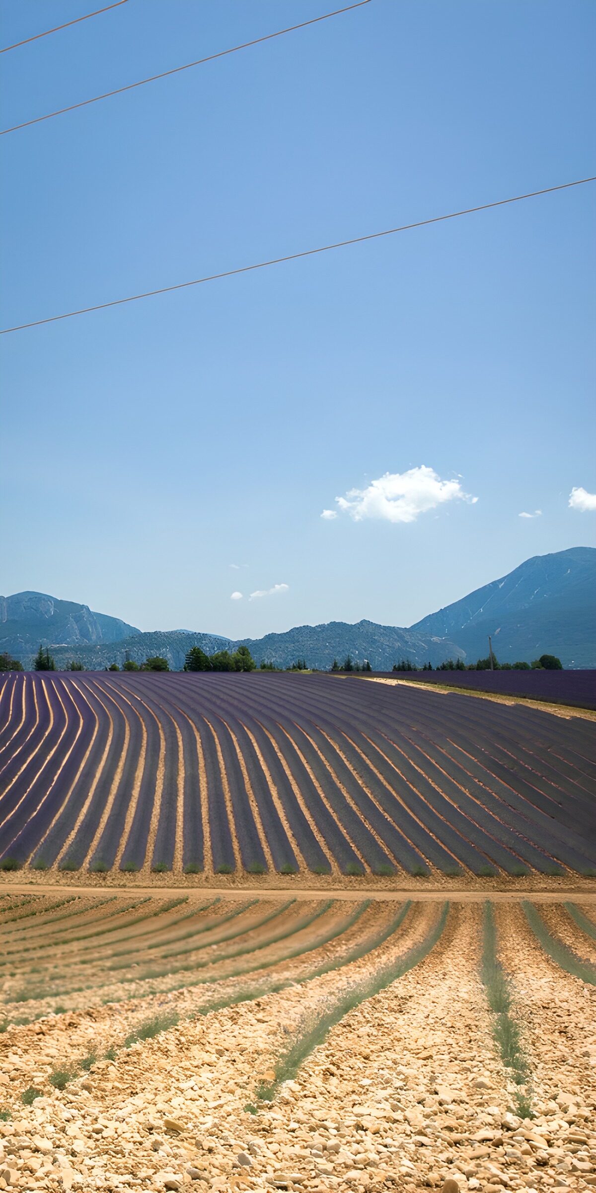 PDGIT2261843: Filari viola ai piedi delle montagne