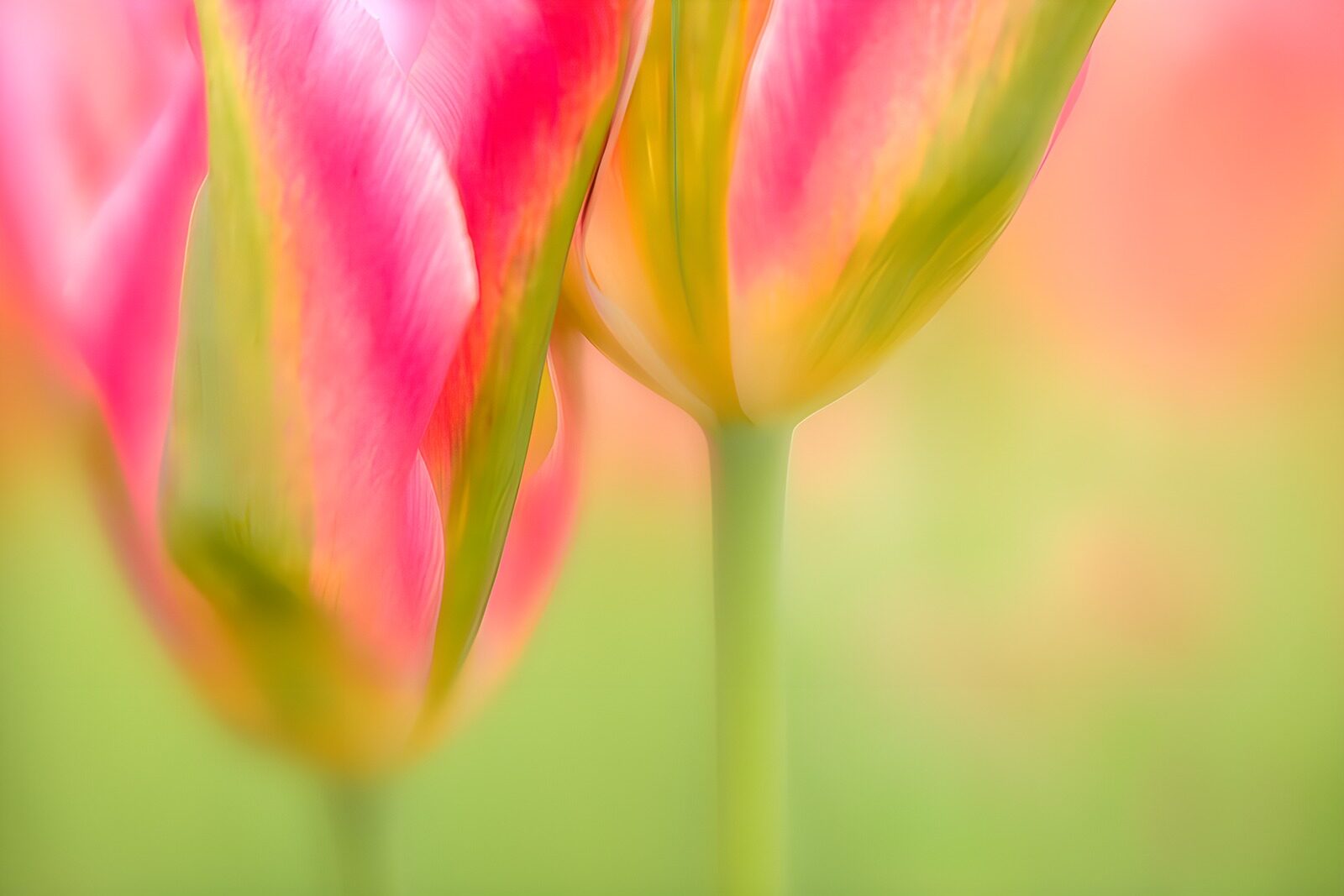 PDGIT9619449: Tulipani rosa e gialli nella luce soffusa