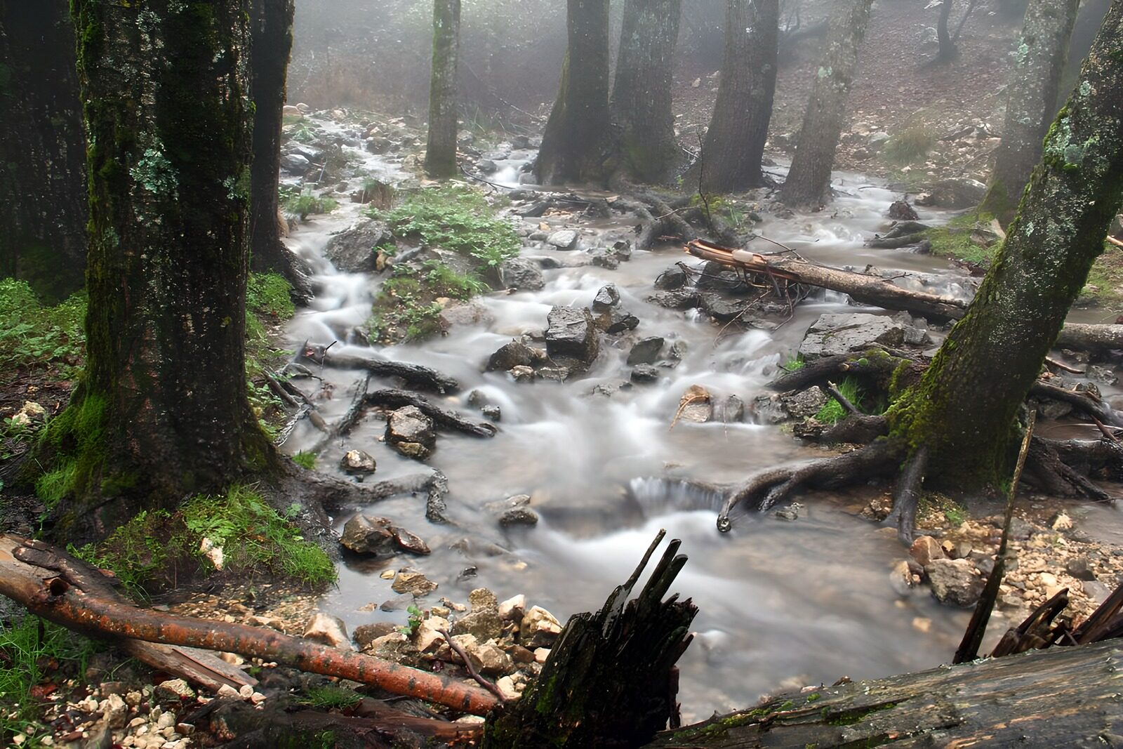 PDGIT1184325: Ruscello tra radici e rocce nel bosco