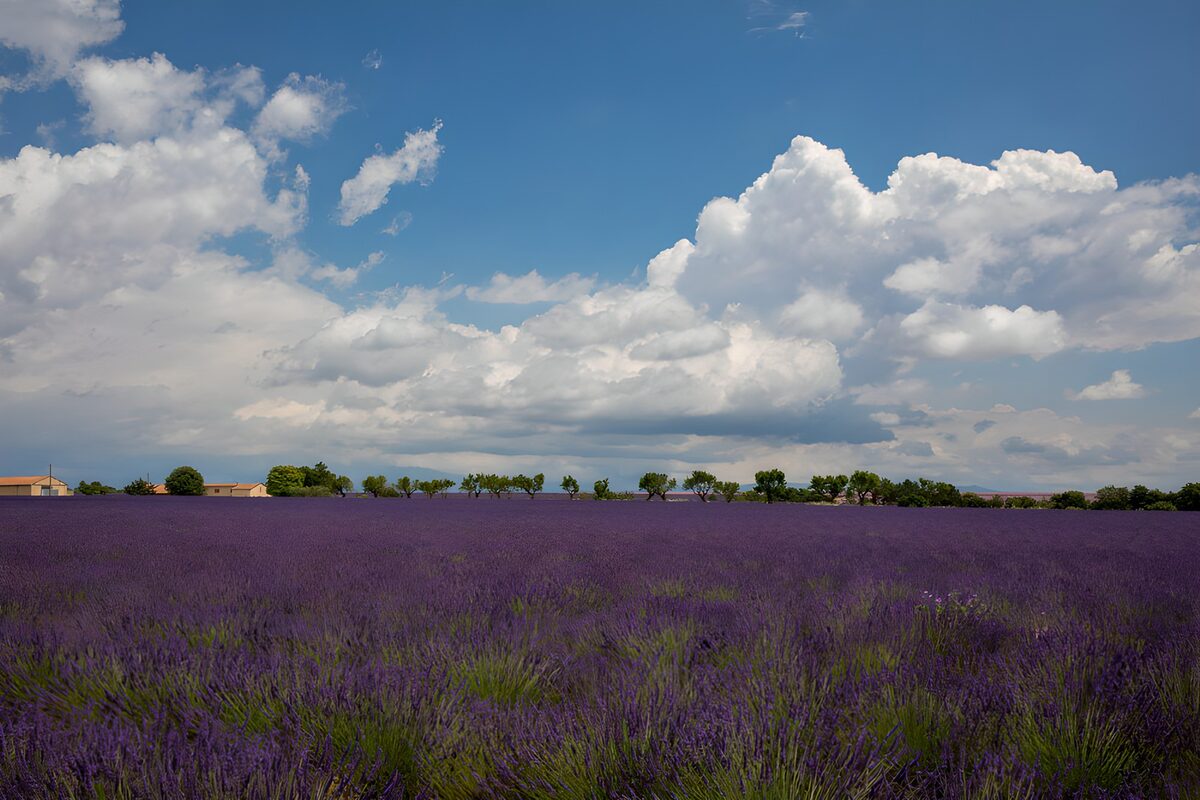 Campo di lavanda sotto un cielo nuvoloso
