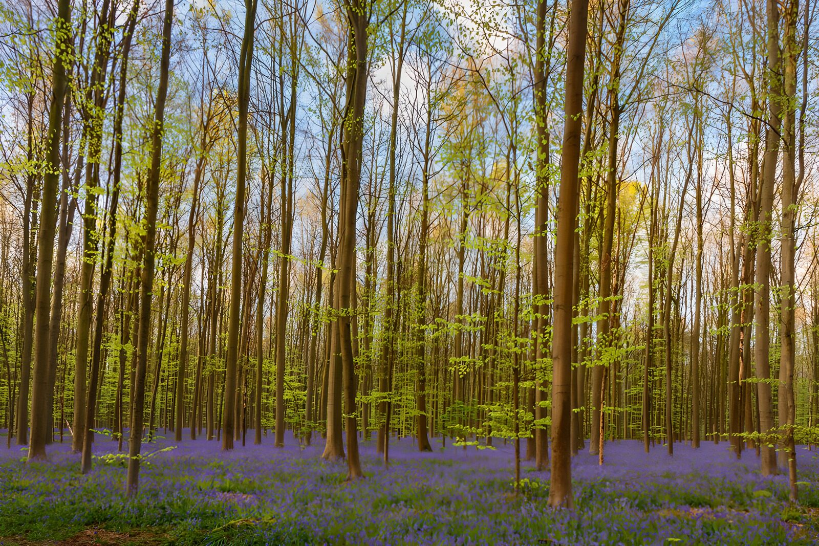 PDGIT4239772: Bosco primaverile con giacinti viola