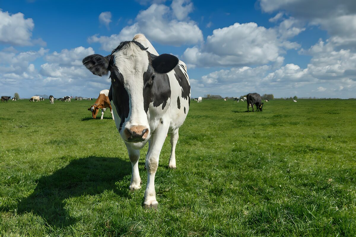 PDGIT4146982: Mucca bianca e nera nel pascolo