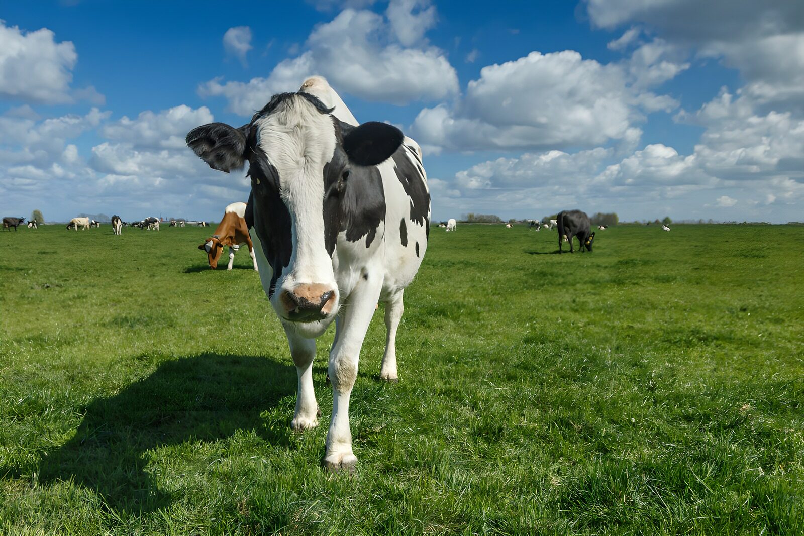 PDGIT4146982: Mucca bianca e nera nel pascolo