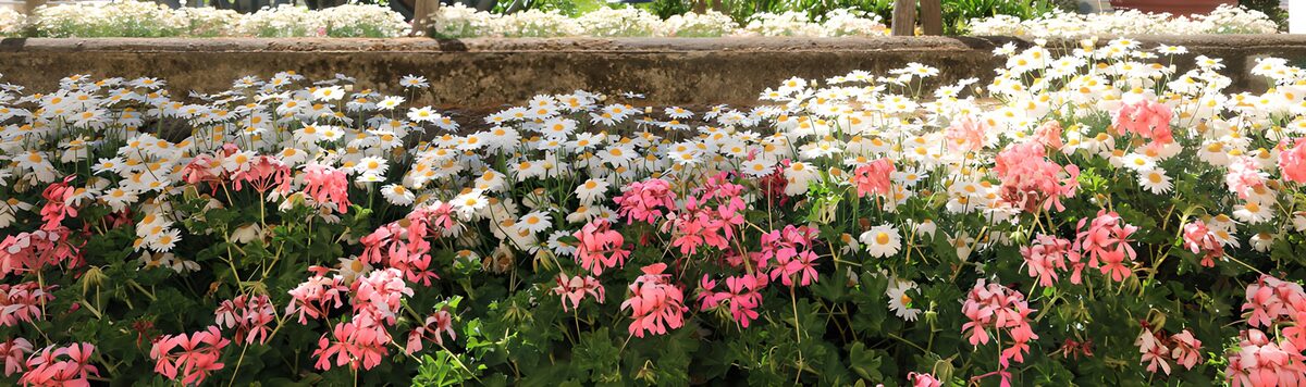PDGIT9848027: Margherite bianche e gerani rosa al sole