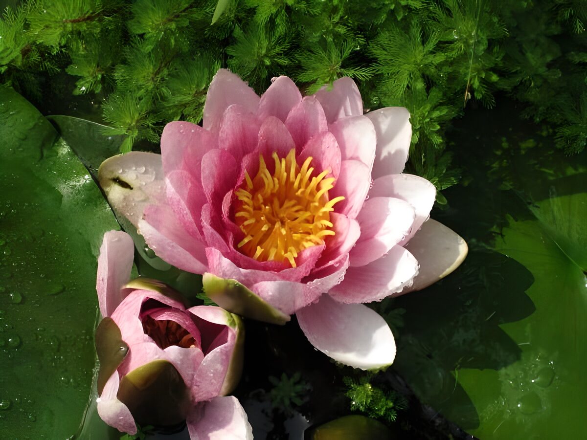 Ninfea rosa al sole tra le foglie